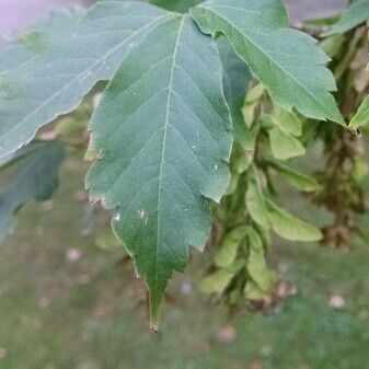 Acer cissifolium Feuille