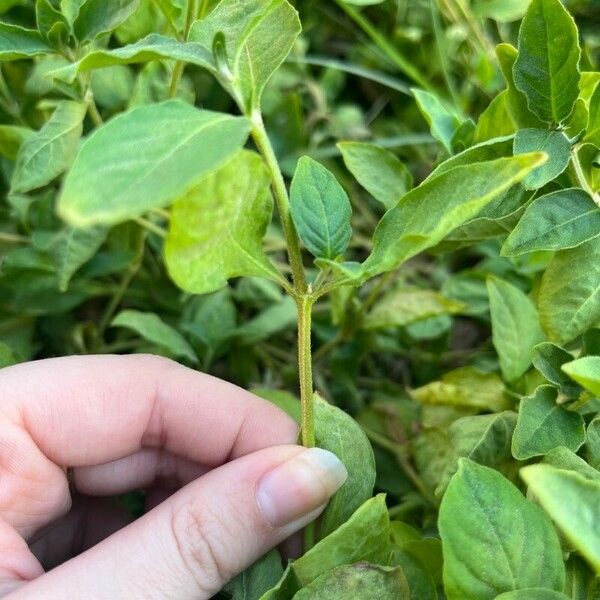 Barleria albostellata Rinde