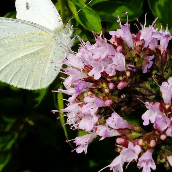 Origanum vulgare Flor