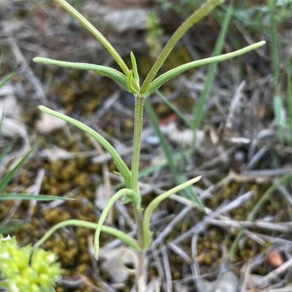 Valeriana coronata Deilen