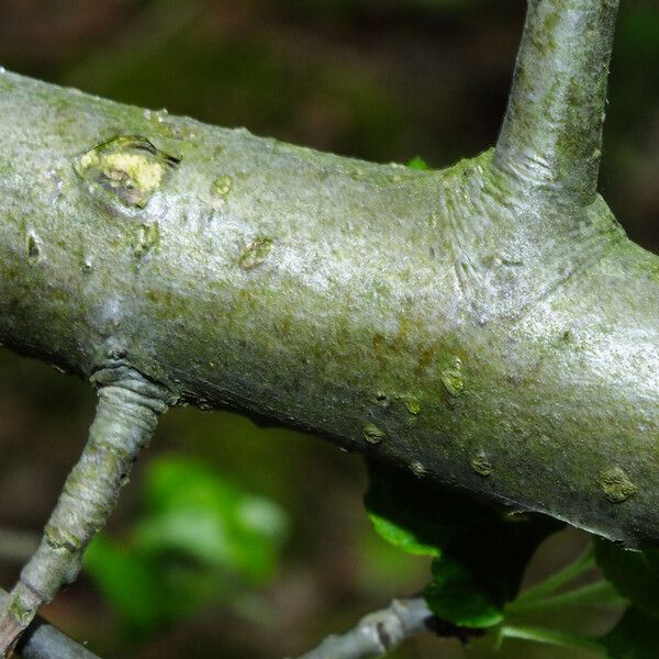 Malus sylvestris Bark