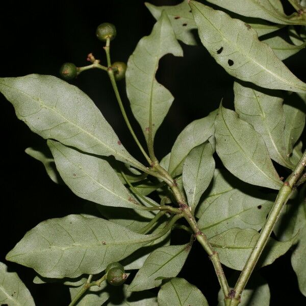 Psychotria biaristata Fruit