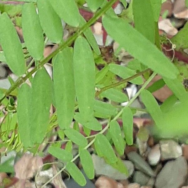 Vicia hirsuta برگ