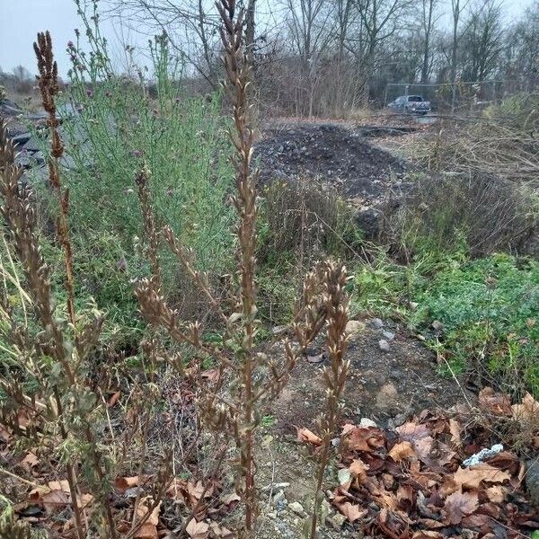 Oenothera biennis Habit