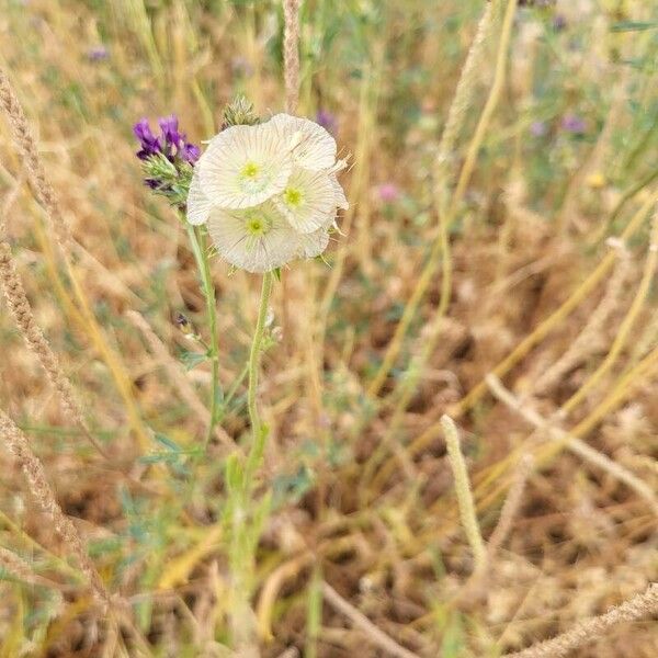 Lomelosia stellata Flower