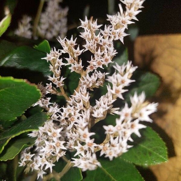 Goniolimon tataricum Flower