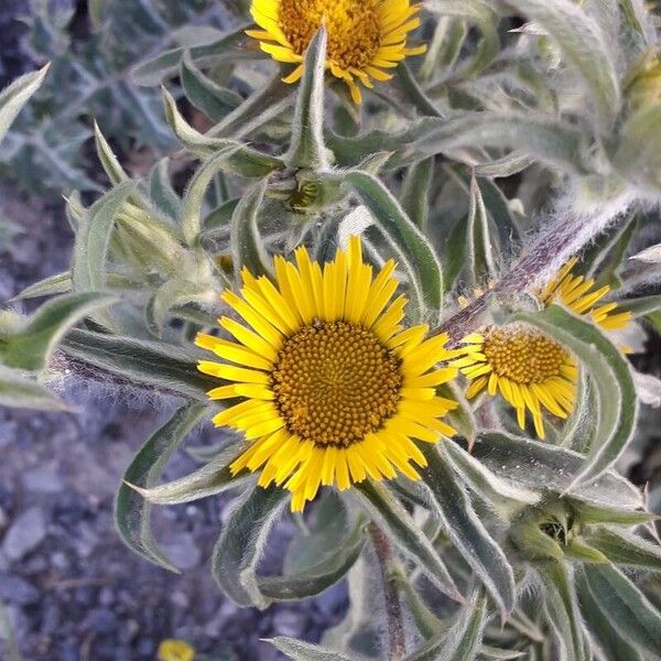 Pallenis spinosa Blüte