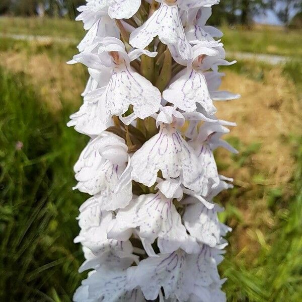 Dactylorhiza incarnata Fiore