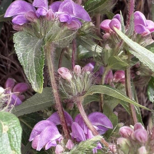 Phlomis herba-venti Květ