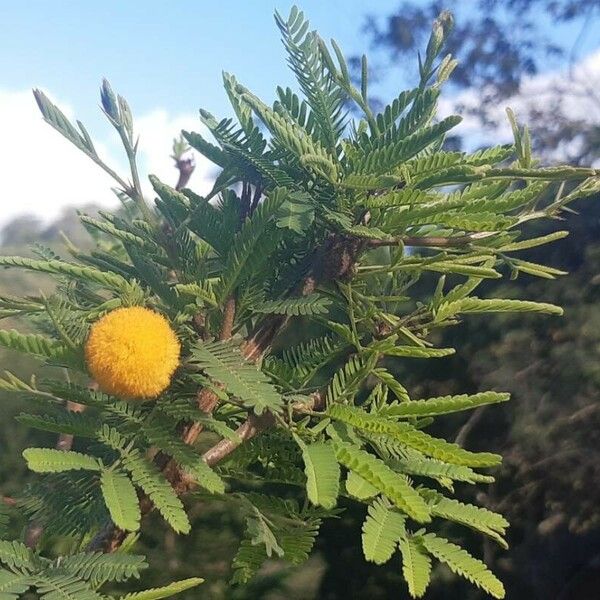 Vachellia farnesiana Flor