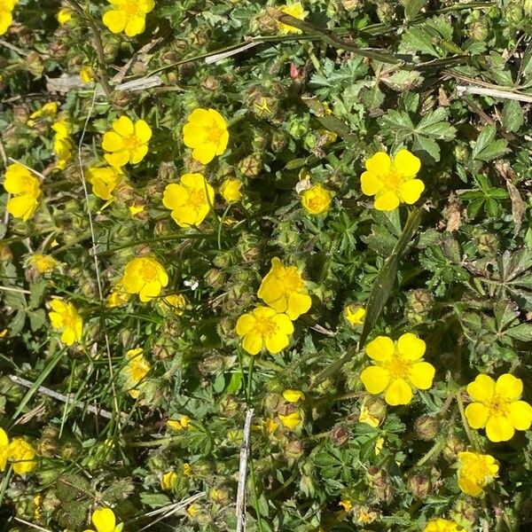 Potentilla pedata Flor