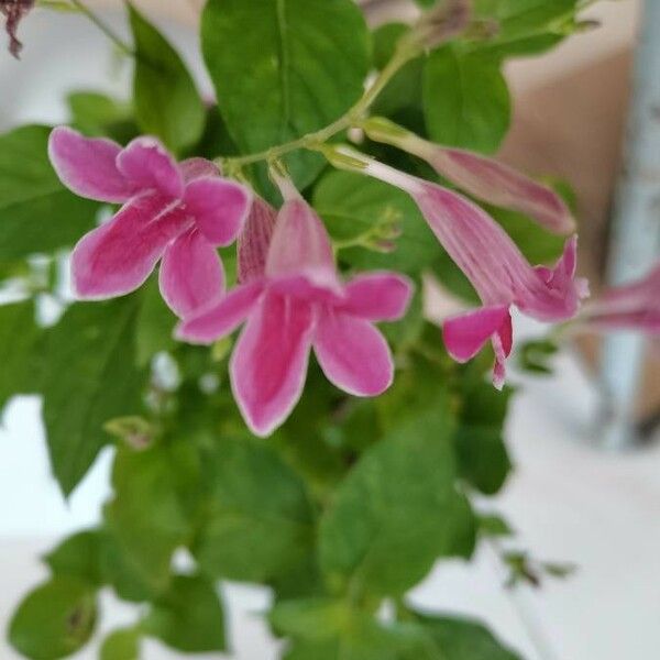 Barleria cristata Bloem