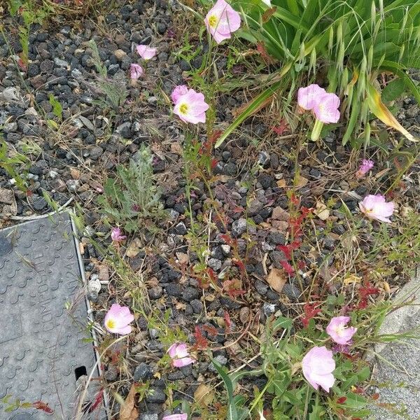 Oenothera speciosa Blüte