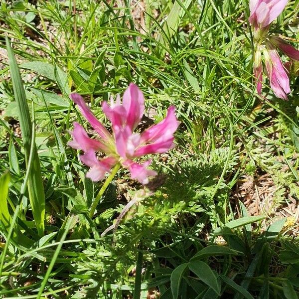 Trifolium alpinum 花