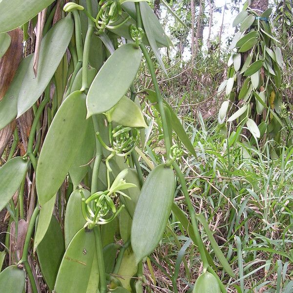 Vanilla planifolia Habitus