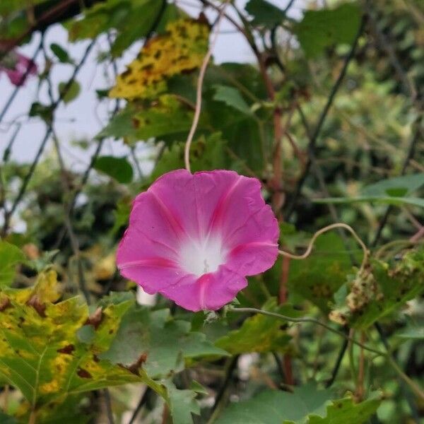 Ipomoea tricolor Kukka