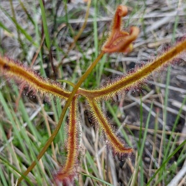 Drosera binata 叶