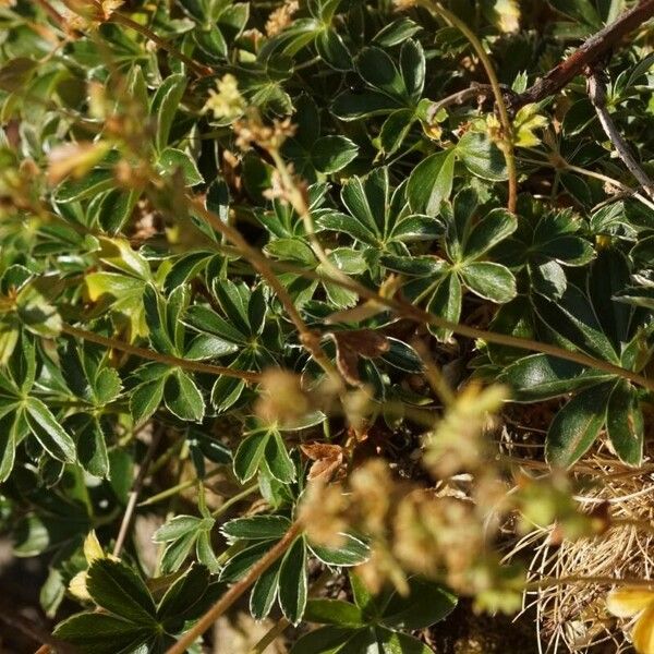 Alchemilla saxatilis Leaf