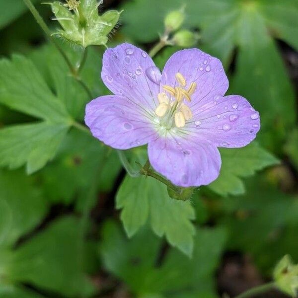 Geranium maculatum Kukka