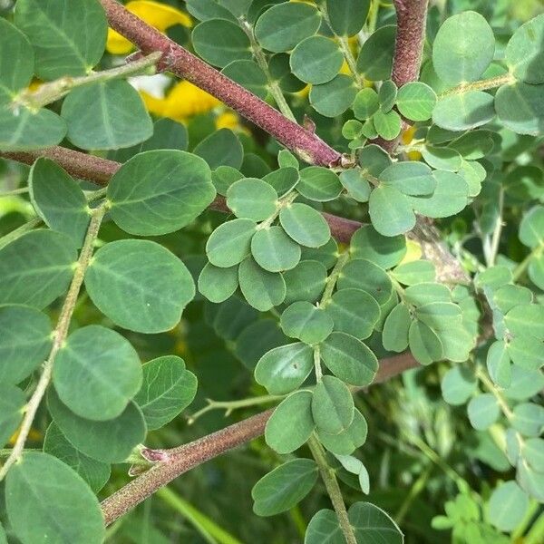 Colutea arborescens Blatt