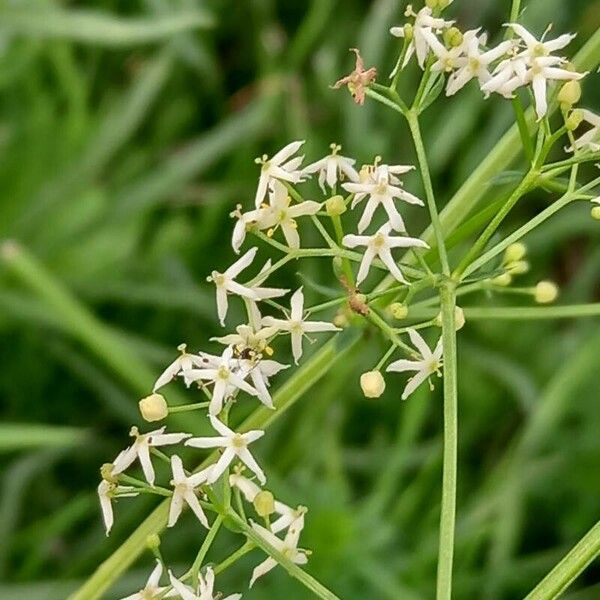 Galium album Blüte