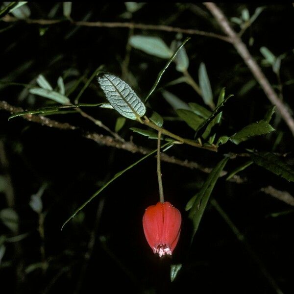 Crinodendron hookerianum Λουλούδι