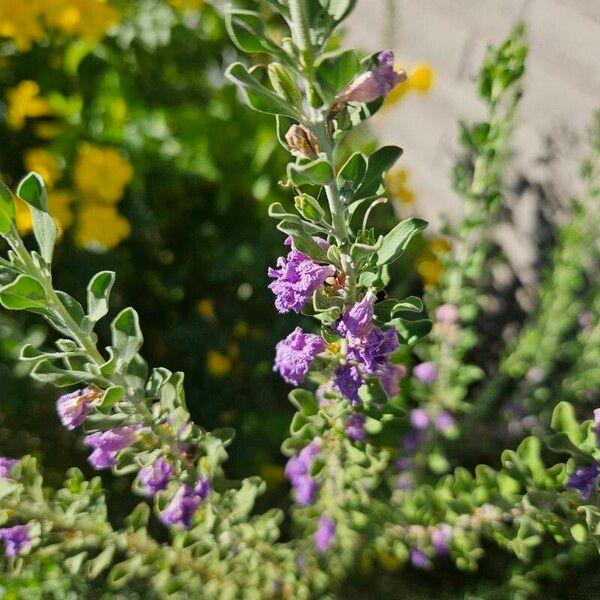 Leucophyllum frutescens Blodyn