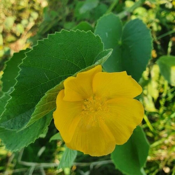 Abutilon mauritianum Flor