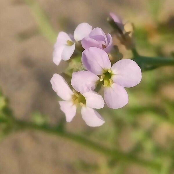 Cakile maritima Flor