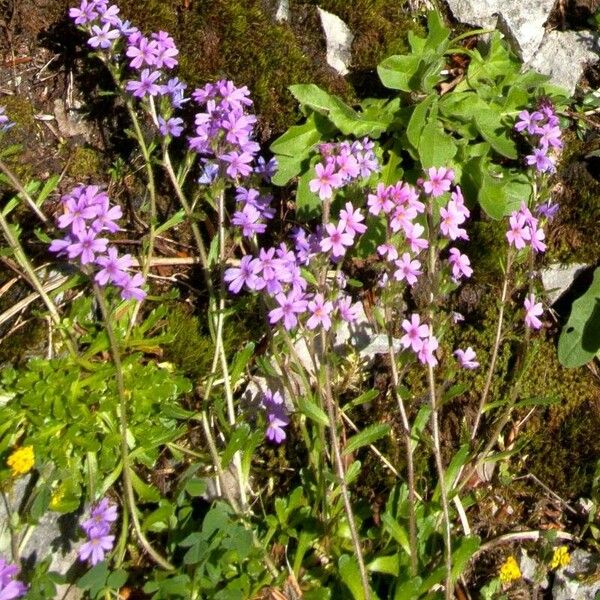 Erinus alpinus Flower