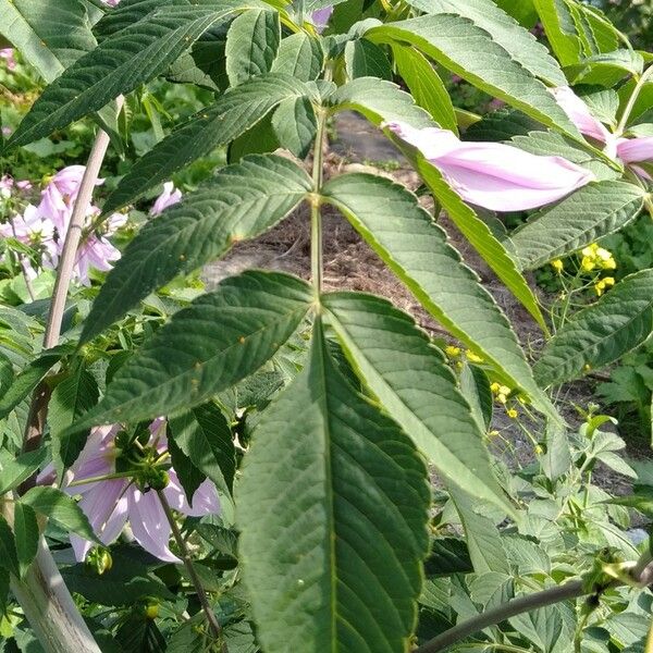 Dahlia imperialis Leaf