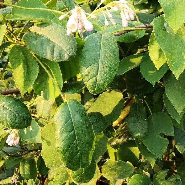 Amalocalyx microlobus Hàbitat