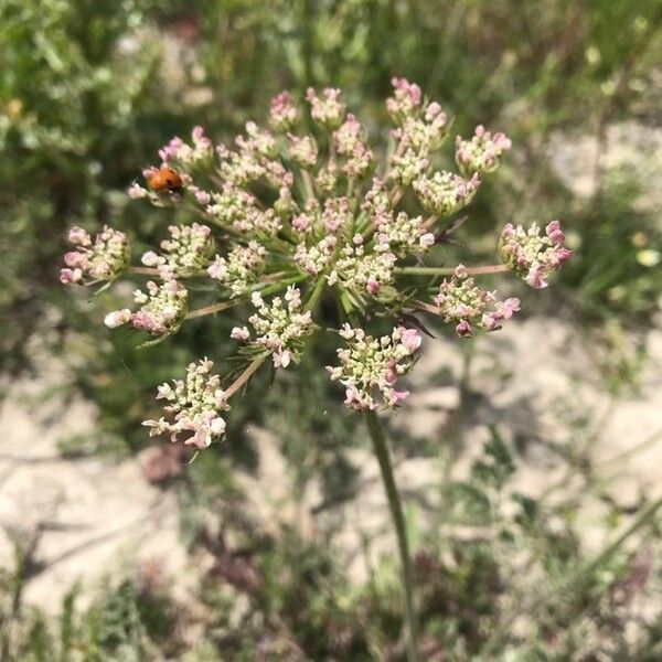 Seseli annuum Blüte