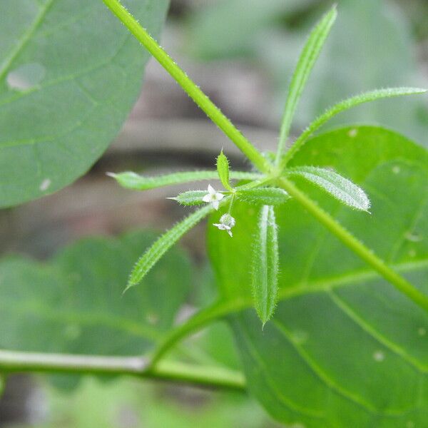 Galium aparine Flower