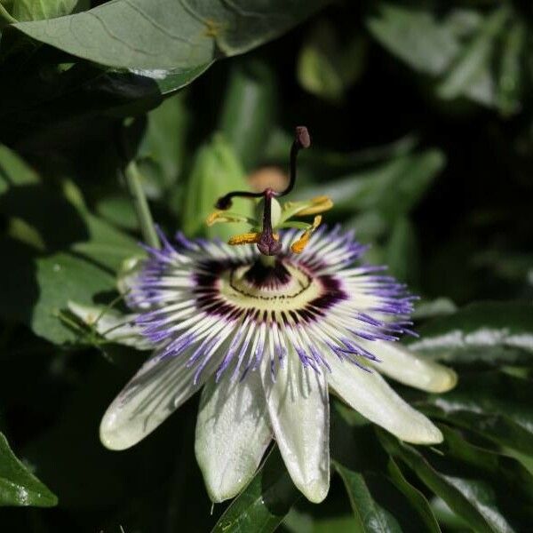Passiflora caerulea Flower