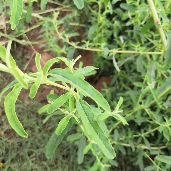 Amaranthus albus Blatt