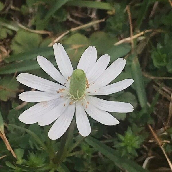 Anemone berlandieri Flower