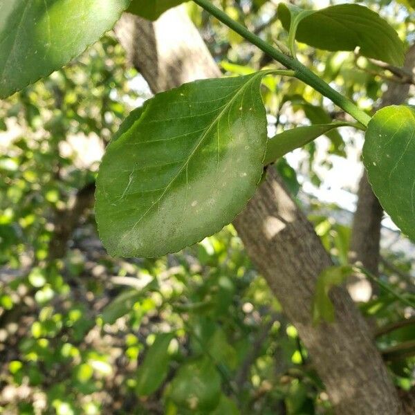 Euonymus japonicus Folio