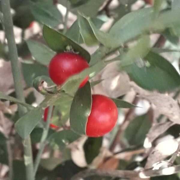 Ruscus aculeatus फल