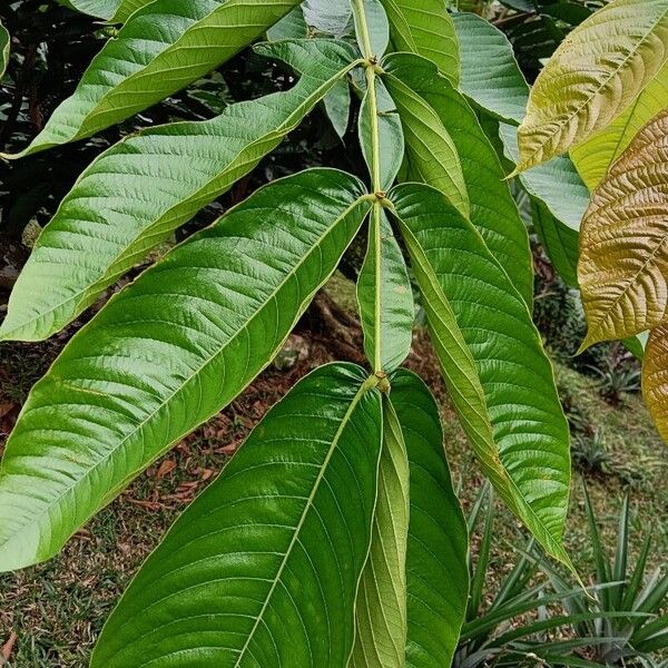 Inga edulis Blad