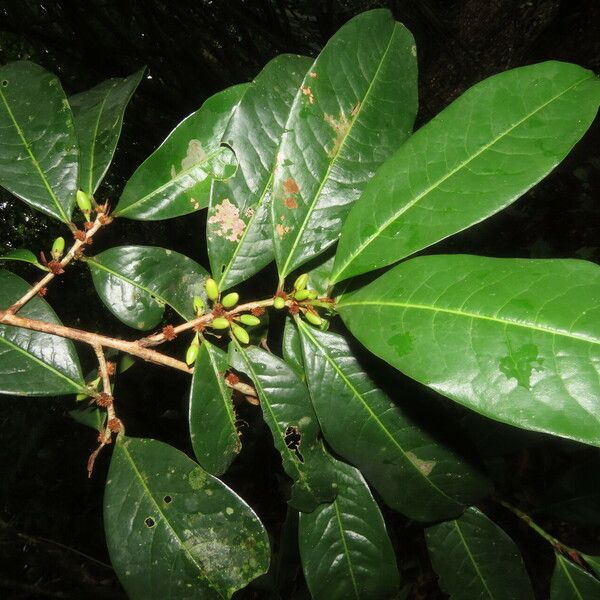 Erythroxylum macrophyllum Deilen