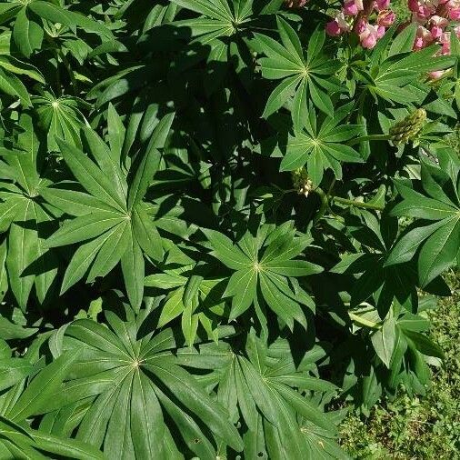 Lupinus polyphyllus Blad