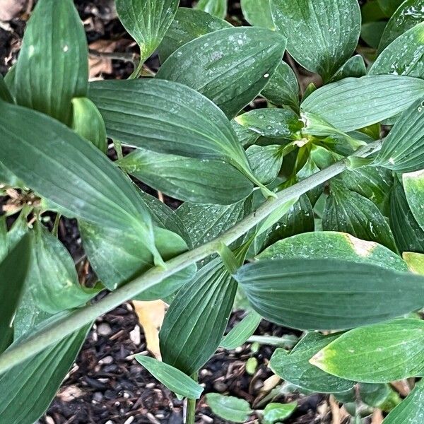 Alstroemeria pelegrina List