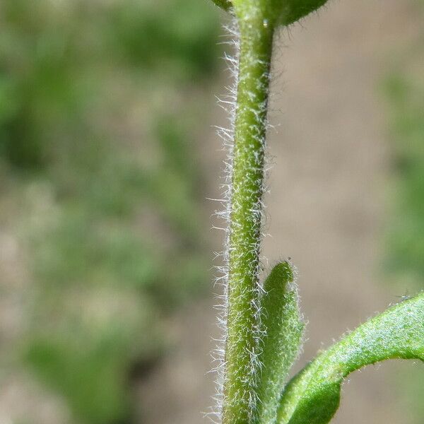 Draba muralis Bark