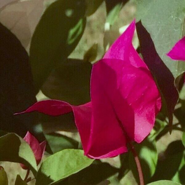 Bougainvillea spectabilis Flower