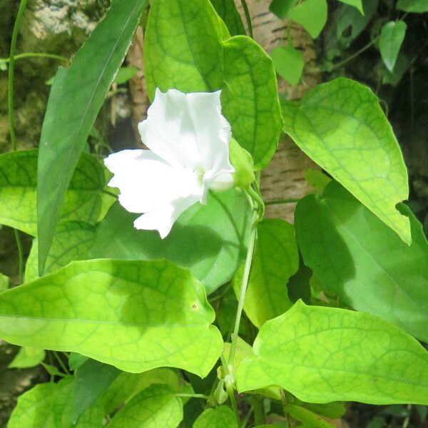 Thunbergia fragrans Leaf