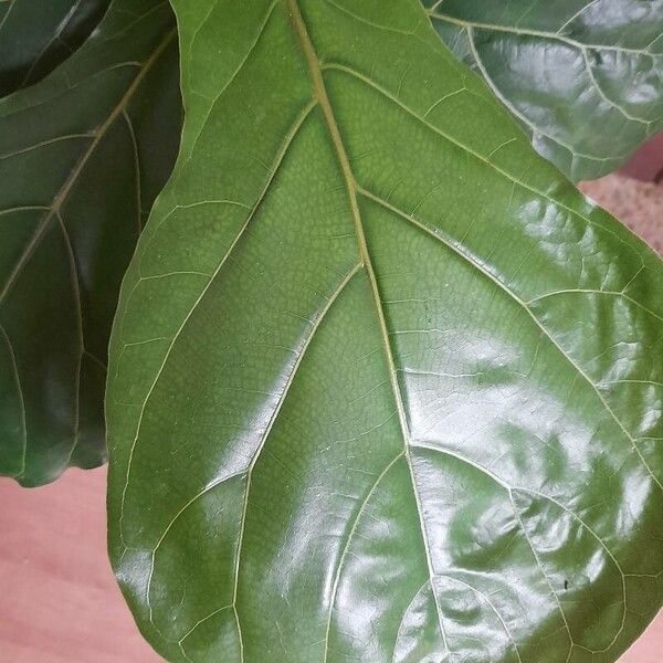 Ficus lyrata Leaf