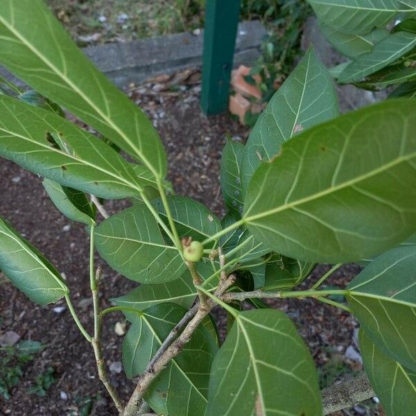 Ficus virens Fruit