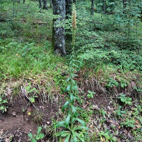 Digitalis ferruginea Hábito