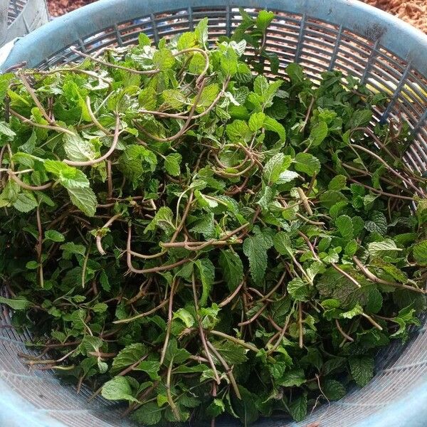 Mentha × rotundifolia Kůra